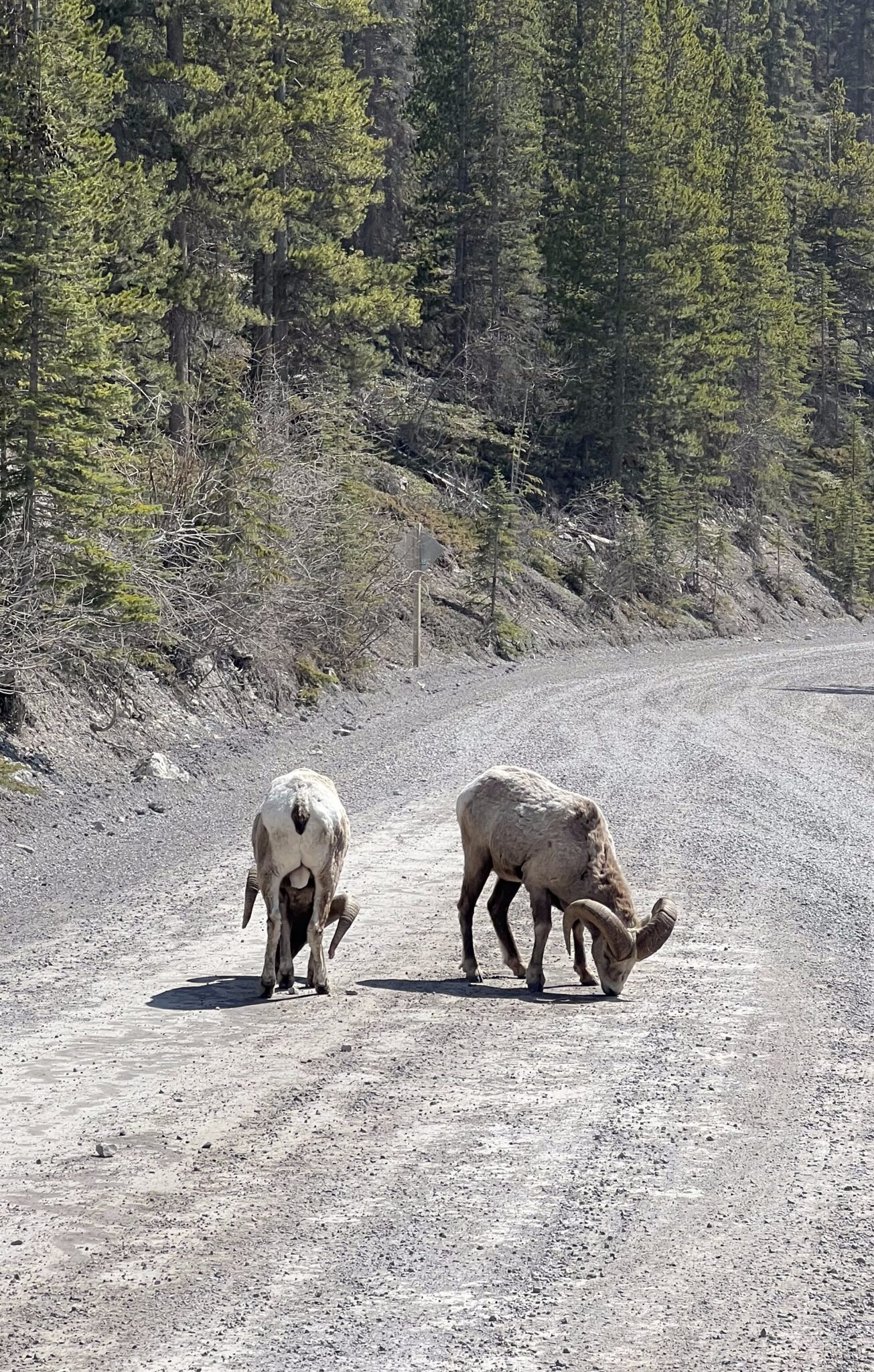 Big Horn Sheep